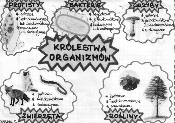 Królestwa organizmów (protisty, bakterie, grzyby, rośliny, zwierzęta) - szarość (klasa 5)
