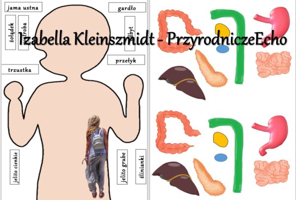 Budowa układu pokarmowego - układanka do zalaminowania. Przyroda 4 / Biologia 7. Trawienie i wchłanianie pokarmu.