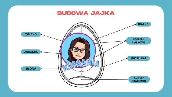 Wklejka - budowa jajka