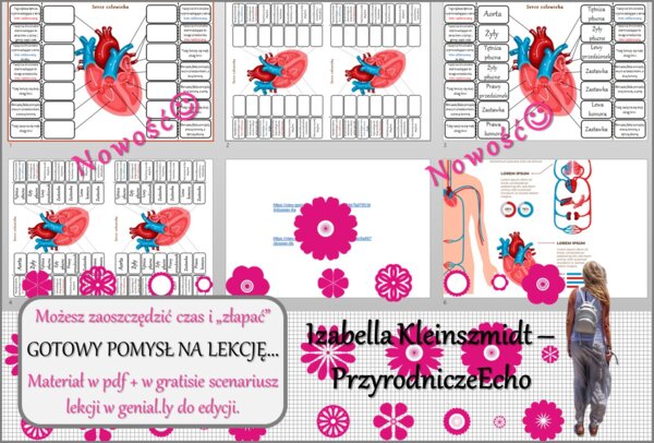 Pomysł na lekcję/karta pracy/stacje zadaniowe/materiał do lekcji do tematu „Budowa serca:, „Ciśnienie krwi i tętno”” w pdf. W gratisie niekomercyjny scenariusz lekcji/pomysł na lekcję w programie genial.ly do edycji. Biologia 7. Dział „Układ krwionośny”.