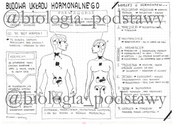 klasa 7 - Budowa układu hormonalnego - sketchnotka