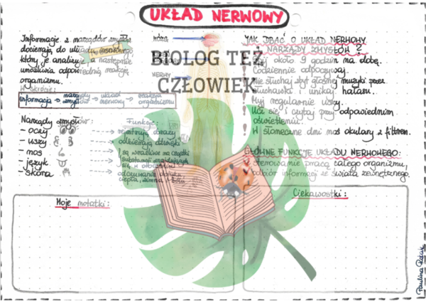 PRZYRODA - Ciało człowieka - Układ nerwowy - kolor