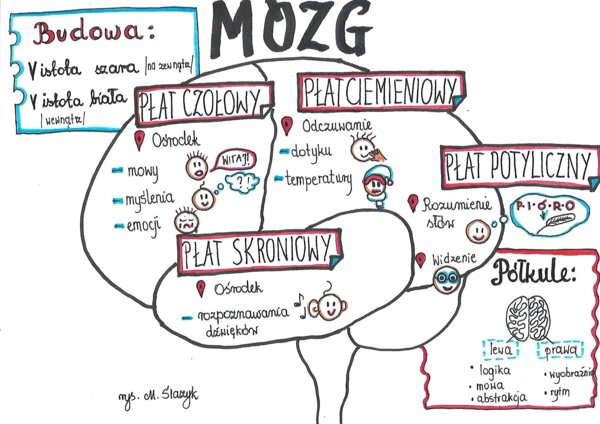 Klasa 7. Biologia. Mózg