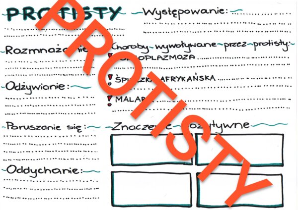 Protisty - czynności życiowe i znaczenie