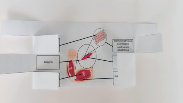 Mięśnie - okienkowa notatka
