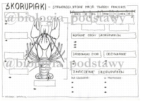 Klasa 6 - Skorupiaki - karta pracy