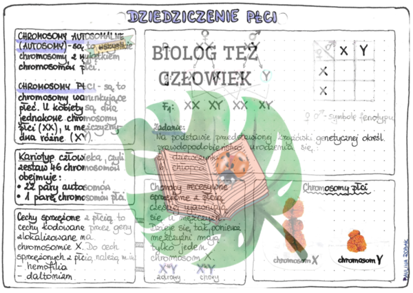 Dziedziczenie płci (GENETYKA) - kolor