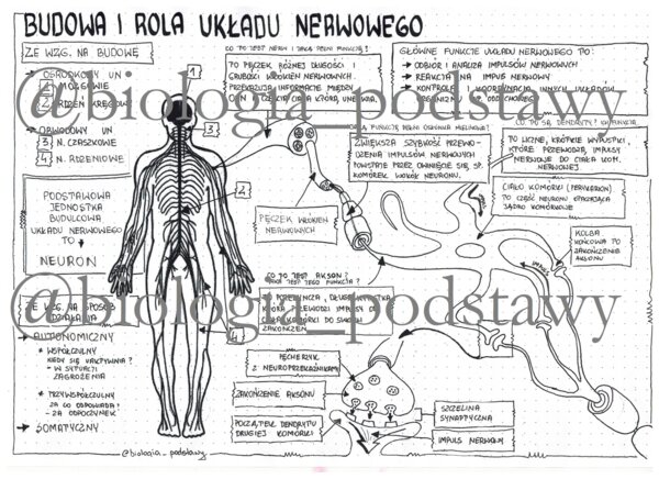 Klasa 7 - Budowa i rola układu nerwowego - sketchnotka