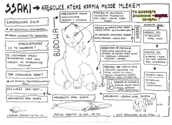 Ssaki - budowa ciała - sketchnotka