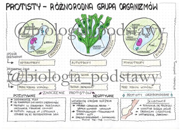 Klasa 5 - protisty - kolorowa sketchnotka