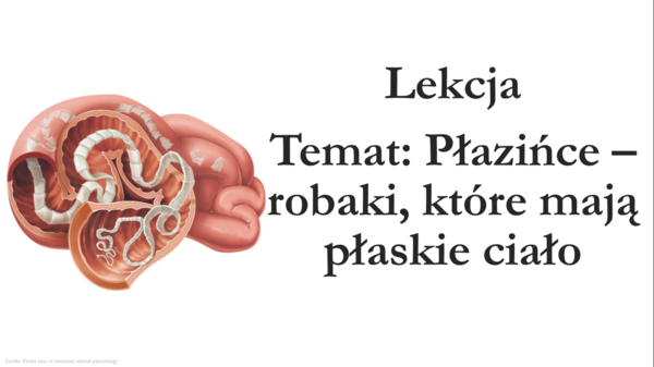 Klasa 6 - Płazińce - prezentacja