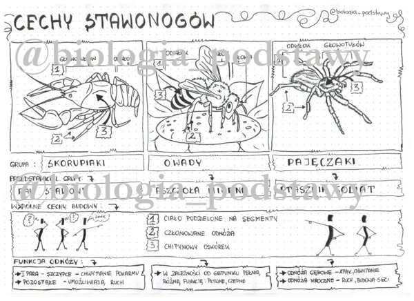 Klasa 6 - Cechy stawonogów - sketchnotka
