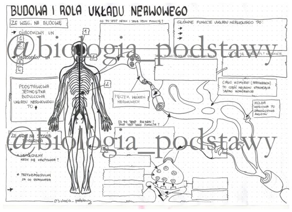 Klasa 7 - Budowa i rola układu nerwowego - sketchnotka