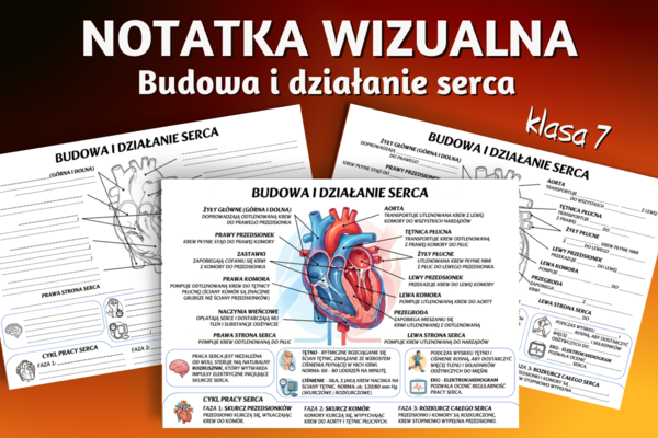 BUDOWA I DZIAŁANIE SERCA - sketchnotka, notatka wizualna, graficzna, karta pracy, praca domowa - klasa 7, biologia, Puls Życia