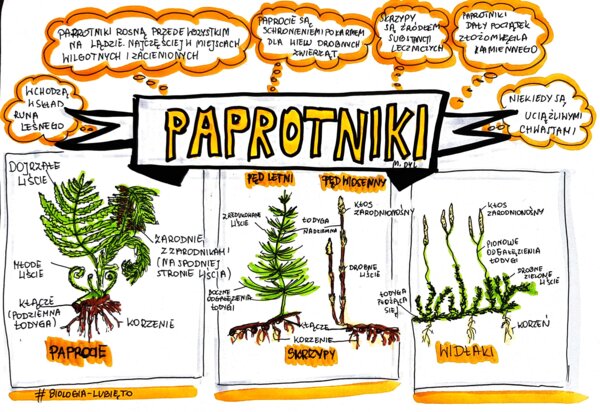 Klasa 5. Biologia. Paprotniki (karta pracy kolorowa)