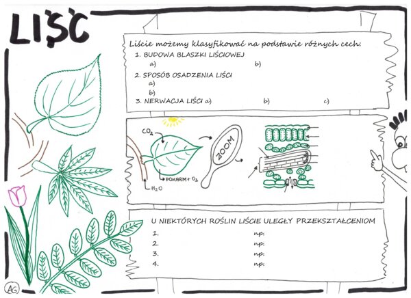 Liść - Karta pracy