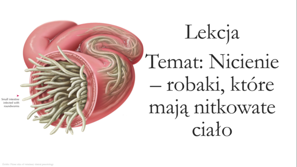 Klasa 6 - Nicienie - prezentacja