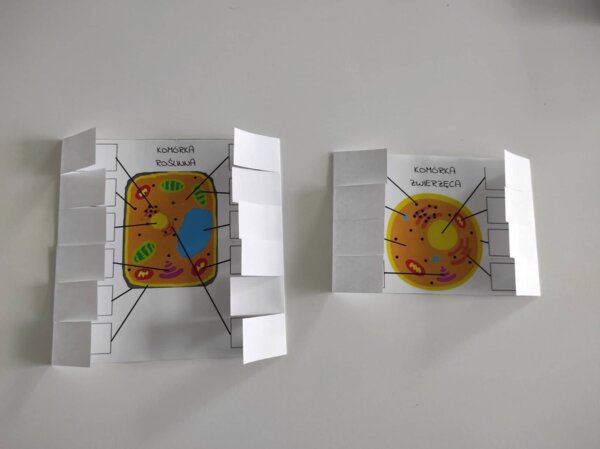 Komórki - okienkowa notatka