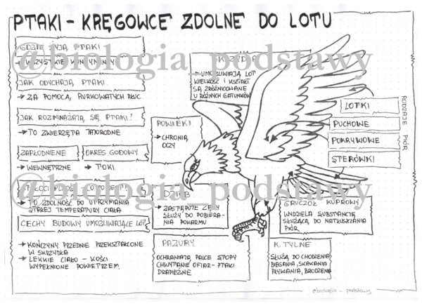 Klasa 6 - Ptaki - Sketchnotka