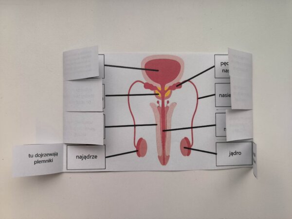 Układ rozrodczy męski - okienkowa notatka