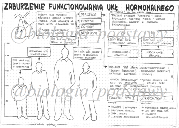 klasa 7 - Zaburzenia funkcjonowania układu hormonalnego - sketchnotka