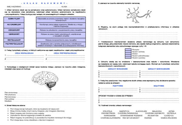 Układ nerwowy człowieka - sprawdzian/karta pracy