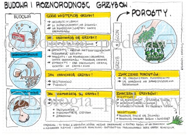 Klasa 5 - Grzyby i Porosty - budowa - kolorowa sketchnotka