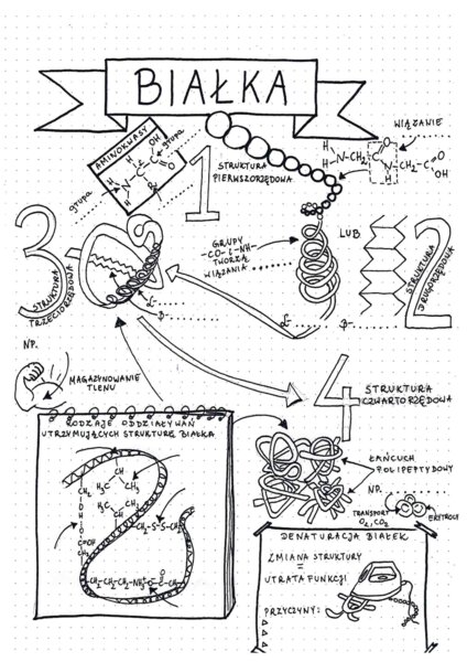 Poziomy organizacji białek