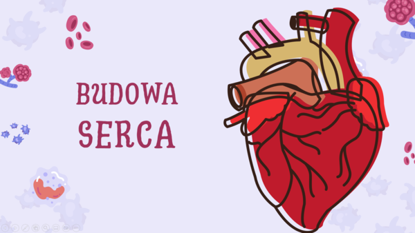 Prezentacja z układu krwionośnego - Budowa i działanie serca - klasa 7 SP - plik do pobrania