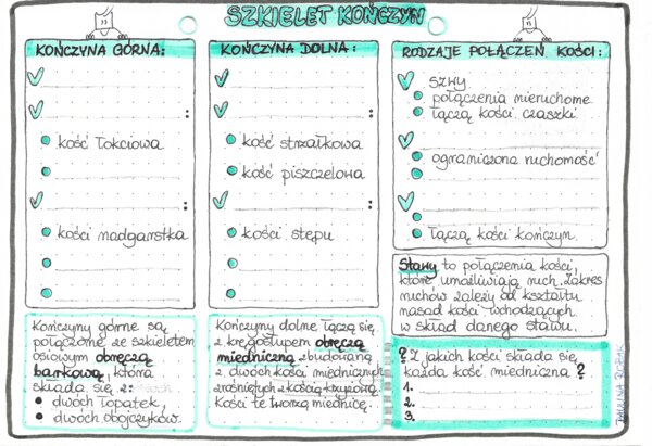 Układ szkieletowy (kostny) - szkielet kończyn - klasa 7 - kolor