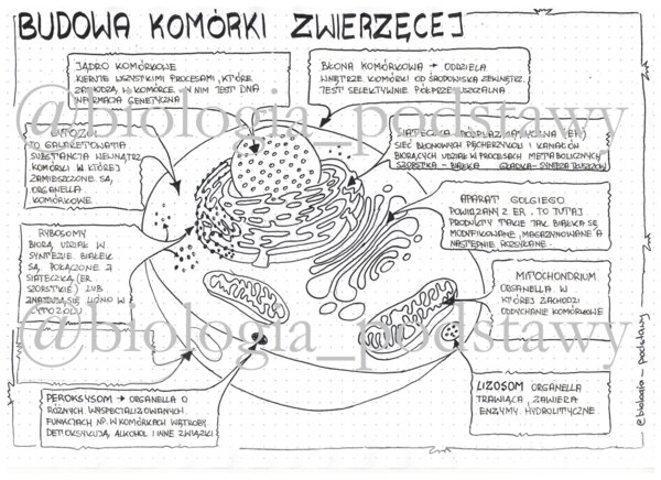 Klasa 5 - Budowa komórki zwierzęcej - sketchnotka