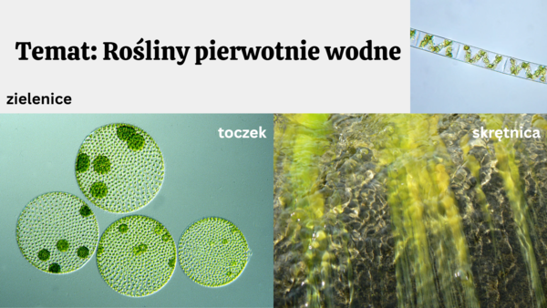 Rośliny pierwotnie wodne + rośliny lądowe i wtórnie wodne KLASA 2 ROZSZERZENIE