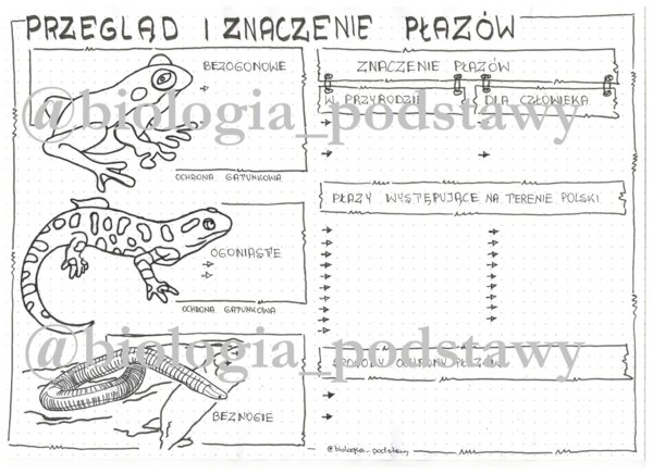 Klasa 6 - Płazy przegląd i znaczenie - karta pracy
