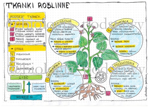 Klasa 5 - Tkanki roślinne - kolorowa sketchnotka