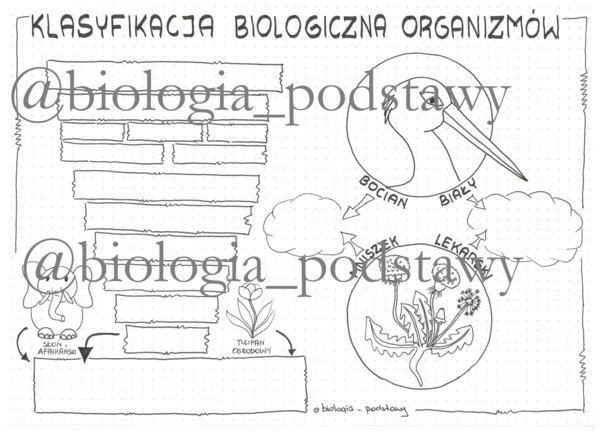 Klasa 5 - Klasyfikacja organizmów - sketchnotka
