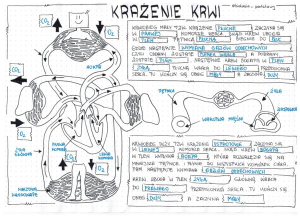 Klasa 7 - Krwiobiegi - sketchnotka