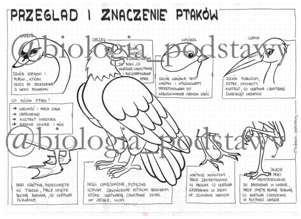 Ptaki - przegląd i znaczenie - klasa 6 - sketchnotka