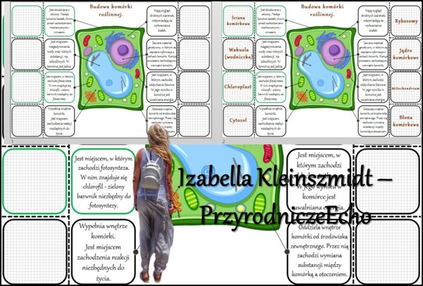 Notatka okienkowa/stacja zadaniowe/notatka/notatka graficzna/karta pracy/sketchnotka „Budowa komórki roślinnej” w pdf. Biologia 5 dział „Budowa i czynności życiowe organizmów”. Materiał wykonany na podstawie podręcznika z wydawnictwa Nowa Era – nowość 20