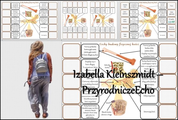 Notatka okienkowa/stacja zadaniowe/notatka interaktywna/notatka graficzna/karta pracy/sketchnotka „Budowa fizyczna kości”, „Budowa kości”. w pdf. Biologia 7, dział „Aparat ruchu”. Materiał wykonany na podstawie podręcznika z wydawnictwa Nowa Era – nowość