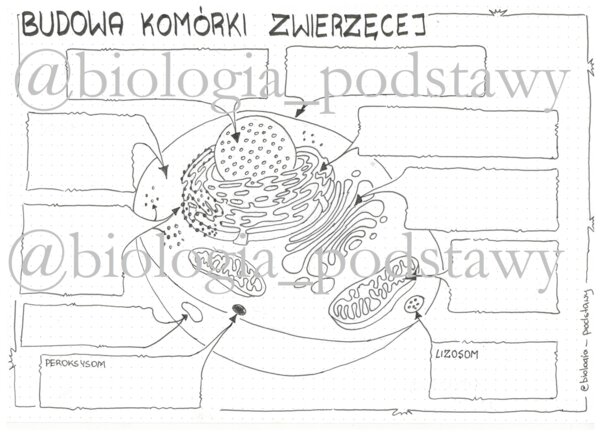 Klasa 5 - budowa komórki zwierzęcej - karta pracy