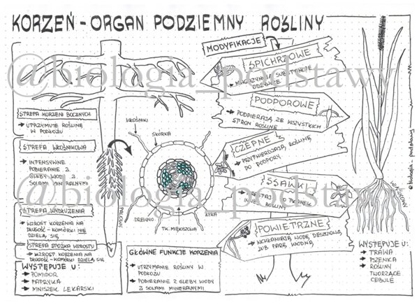 Klasa 5 - Korzeń - sketchnotka