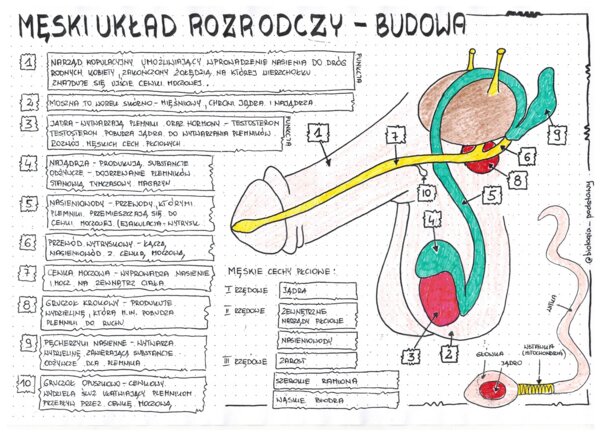 Męski układ rozrodczy - klasa 7 - kolorowa sketchnotka
