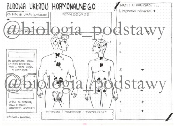 Klasa 7 - Budowa układu hormonalnego - kp