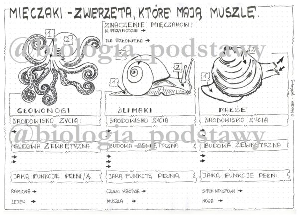 Klasa 6 - Mięczaki - karta pracy