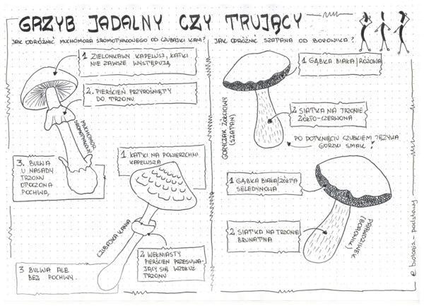 Jak odróżnić grzyb jadalny od trującego? - klasa 5
