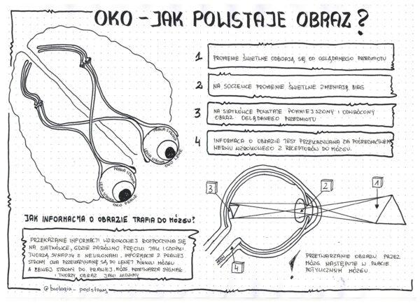 Oko - czyli jak powstaje obraz - klasa 7 - notatka graficzna