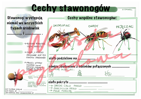 Cechy stawonogów