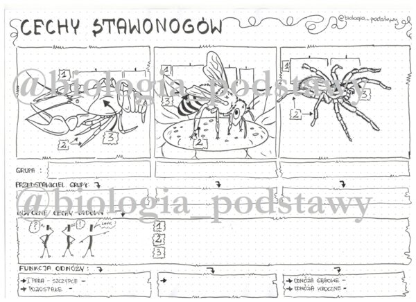 klasa 6 - cechy stawonogów - karta pracy