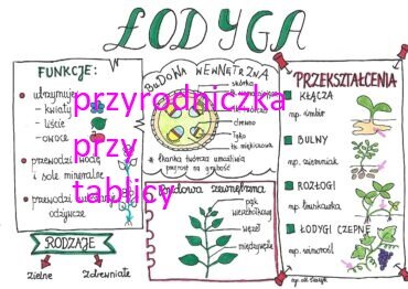 Klasa 5. Biologia. Łodyga