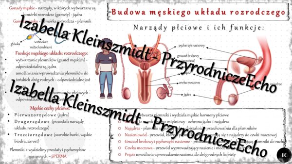 Sketchnotka - notatka „Budowa męskiego układu rozrodczego” wykonana w power point do edycji. Biologia 7; „Rozmnażanie i rozwój człowieka”